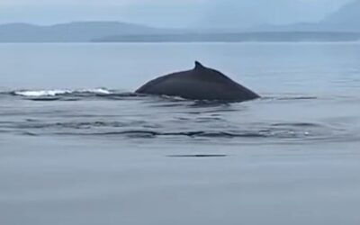 Humpback Whales in the Comox Valley